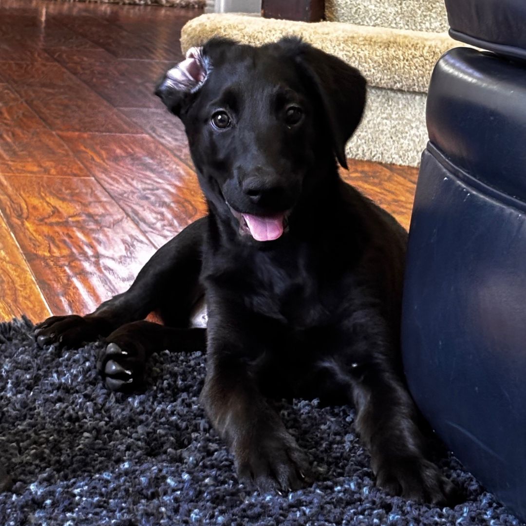 adoptable Dog in Rancho Santa Fe, CA named Coconut