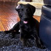 adoptable Dog in  named Coconut