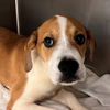 adoptable Dog in  named Cricket