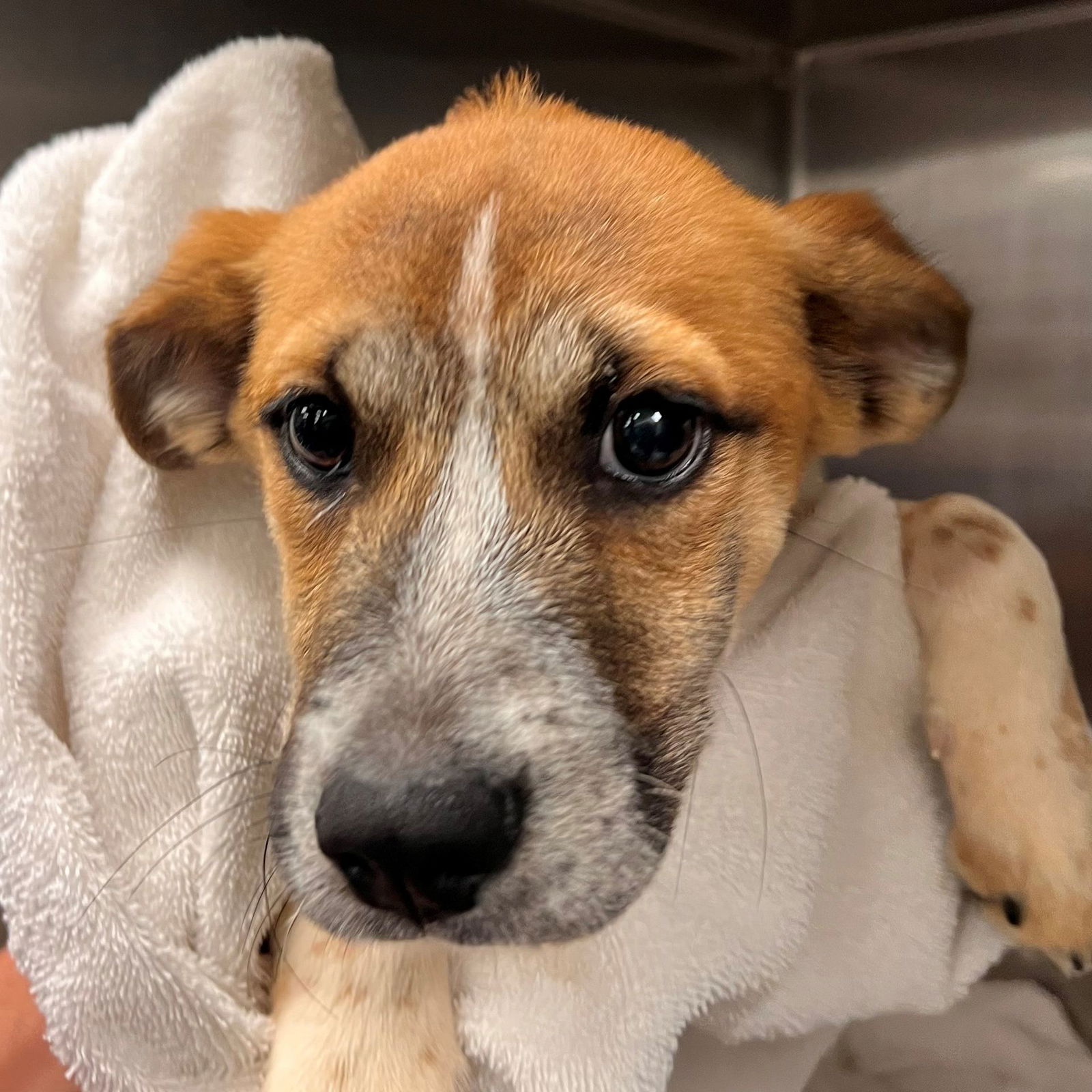 adoptable Dog in Rancho Santa Fe, CA named Dragonfly