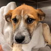 adoptable Dog in  named Dragonfly
