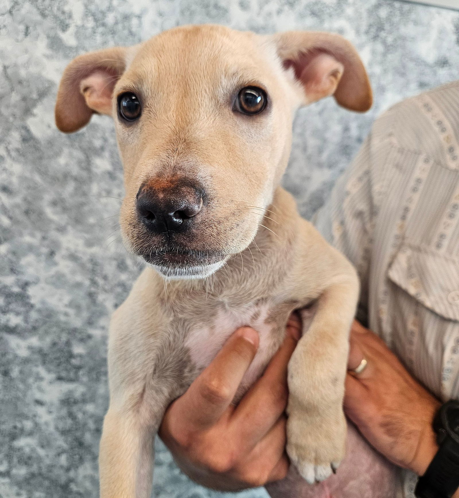 adoptable Dog in Rancho Santa Fe, CA named Tulip
