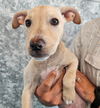 adoptable Dog in  named Tulip