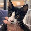 adoptable Cat in  named Pepper