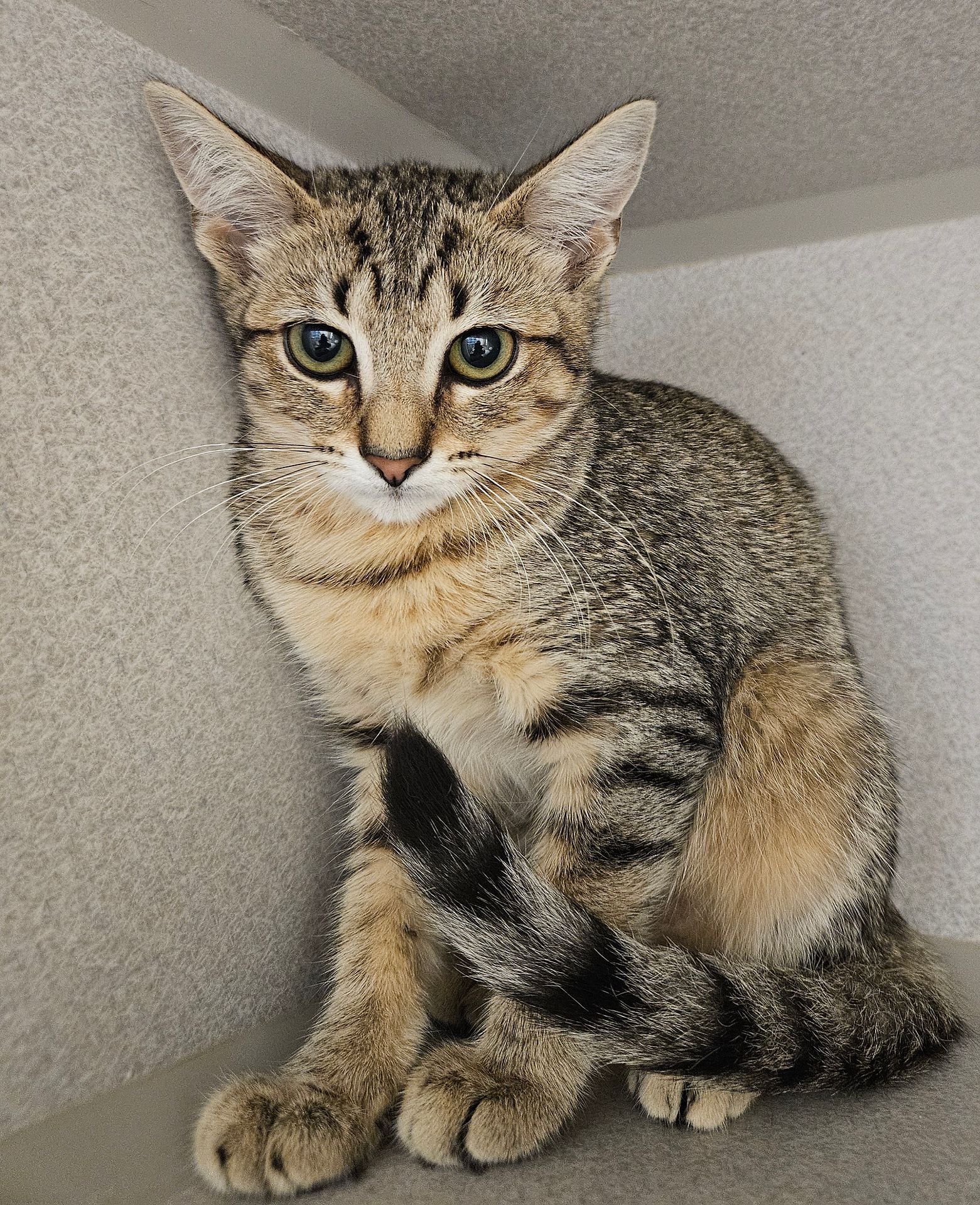 adoptable Cat in Rancho Santa Fe, CA named Marge