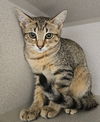 adoptable Cat in  named Marge
