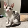 adoptable Cat in  named Mars