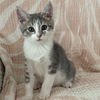 adoptable Cat in  named Moon