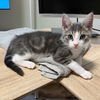 adoptable Cat in  named Neptune
