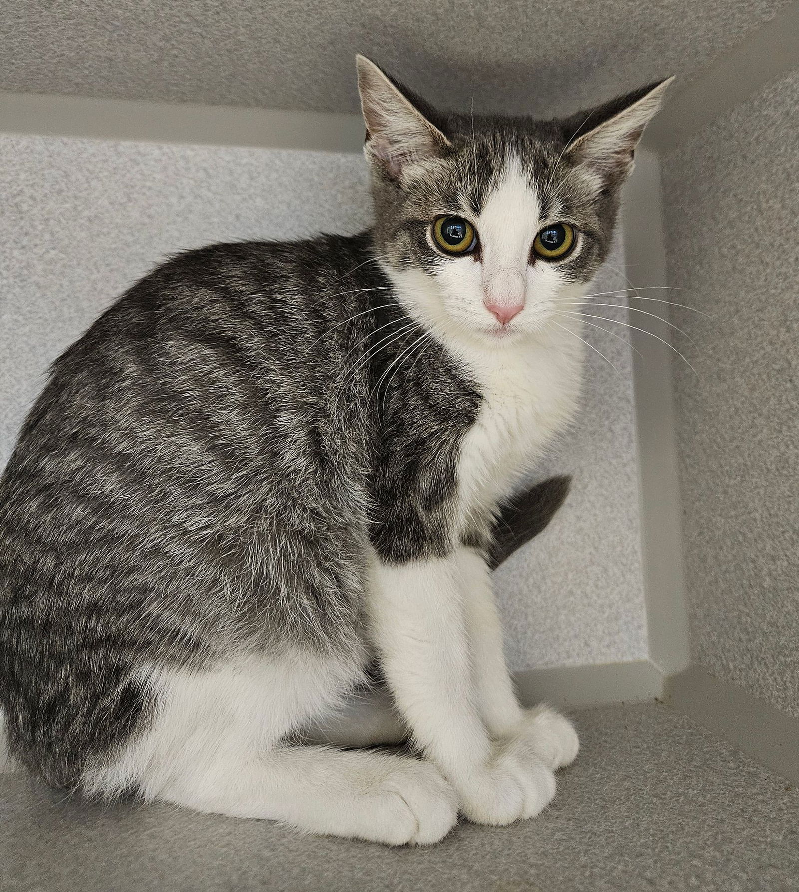 adoptable Cat in Rancho Santa Fe, CA named Patty