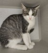 adoptable Cat in  named Patty