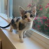 adoptable Cat in  named Pluto