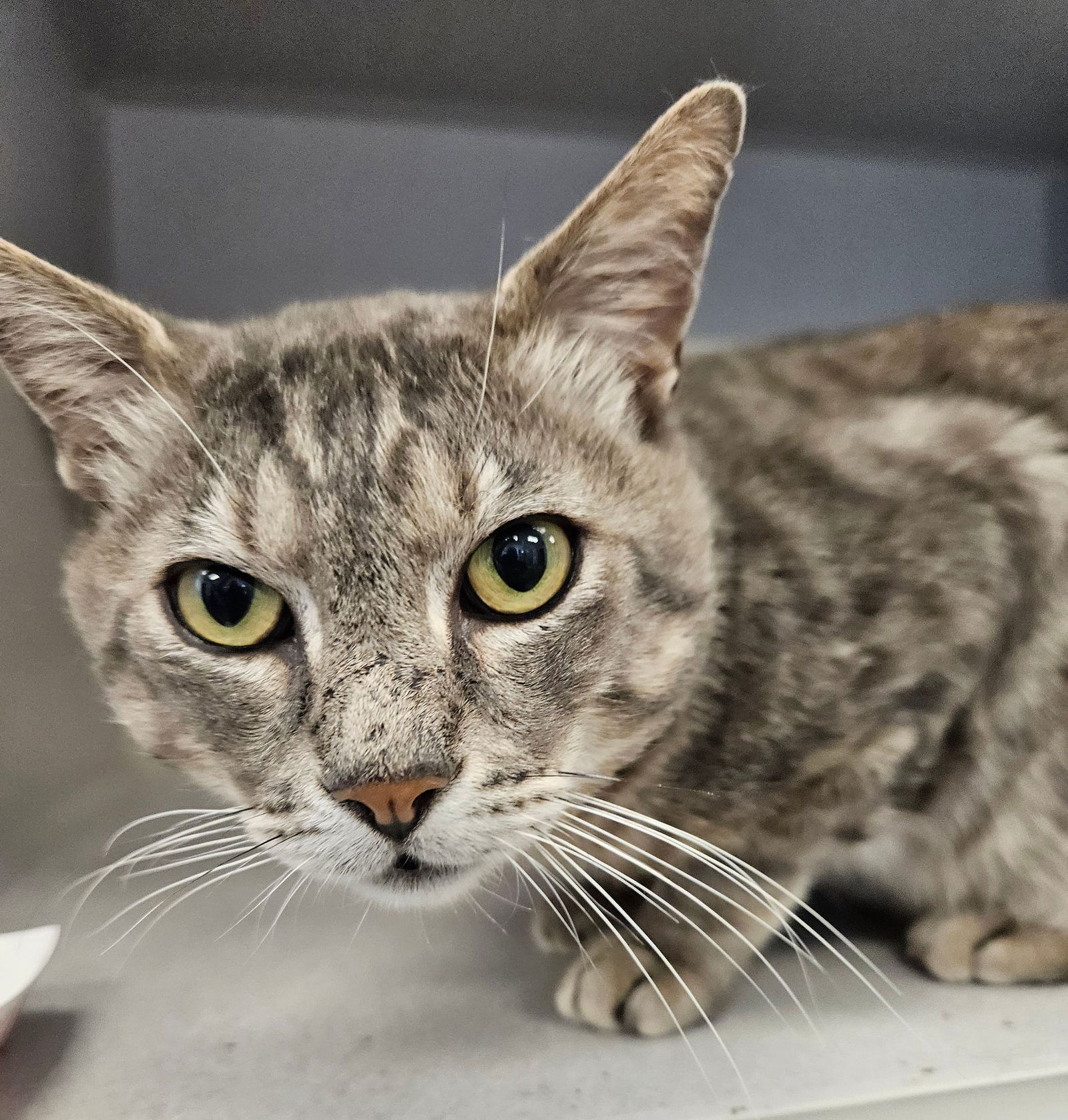 adoptable Cat in Rancho Santa Fe, CA named Jackson