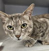 adoptable Cat in  named Jackson