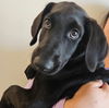 adoptable Dog in  named Cherry