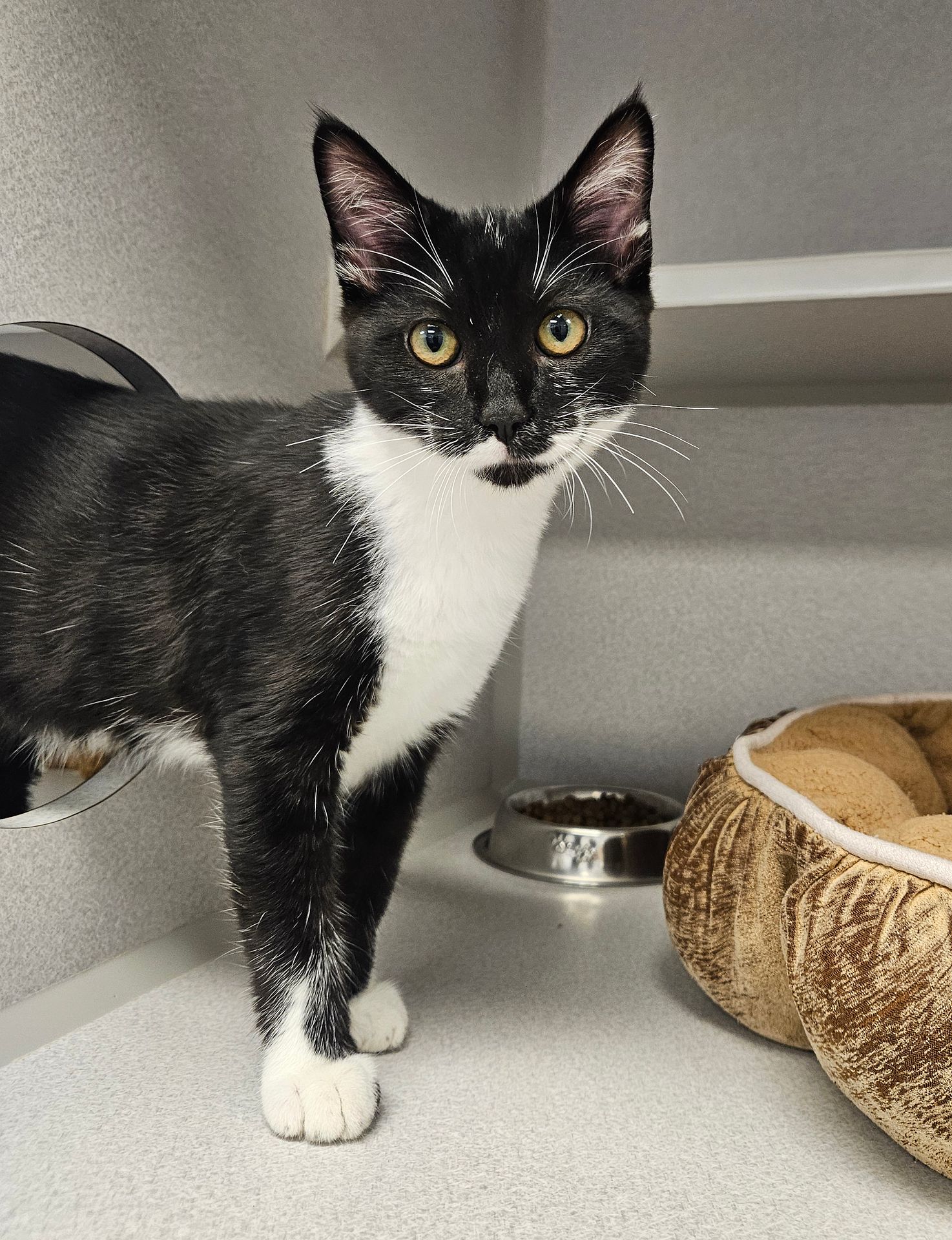 adoptable Cat in Rancho Santa Fe, CA named Rose