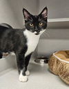 adoptable Cat in  named Rose