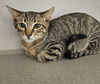 adoptable Cat in  named Selma