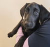 adoptable Dog in  named Apple
