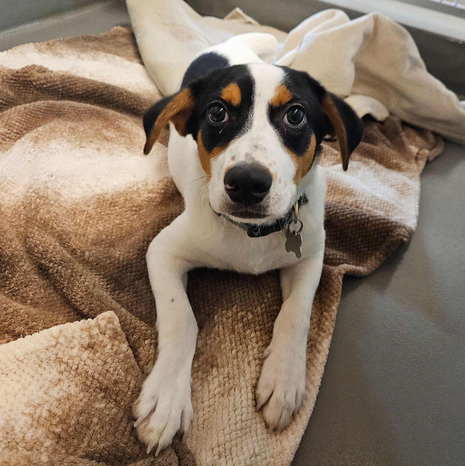 adoptable Dog in Rancho Santa Fe, CA named Lucky
