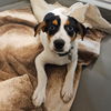 adoptable Dog in  named Lucky
