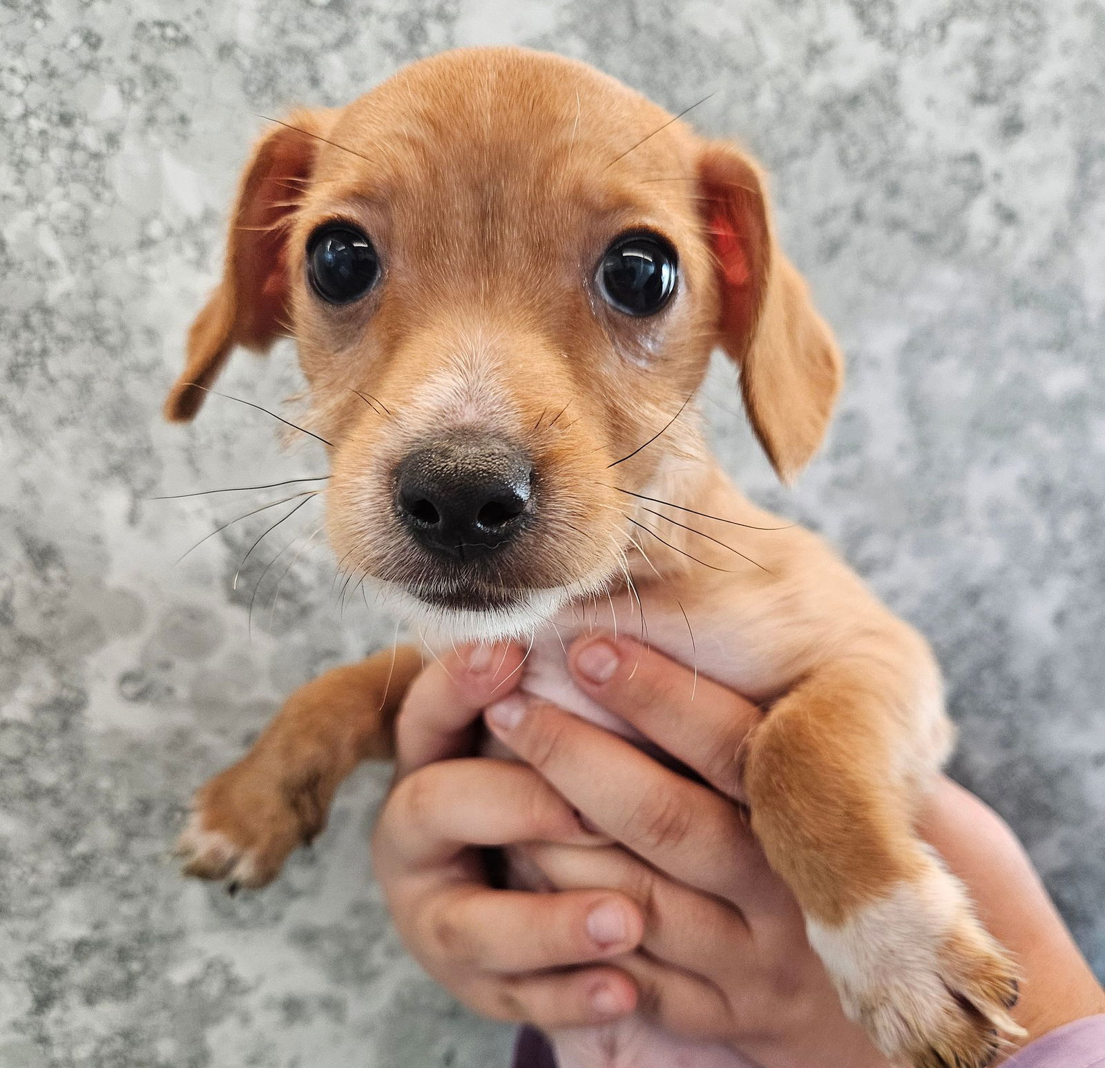 adoptable Dog in Rancho Santa Fe, CA named Sandal