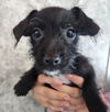 adoptable Dog in  named Slipper