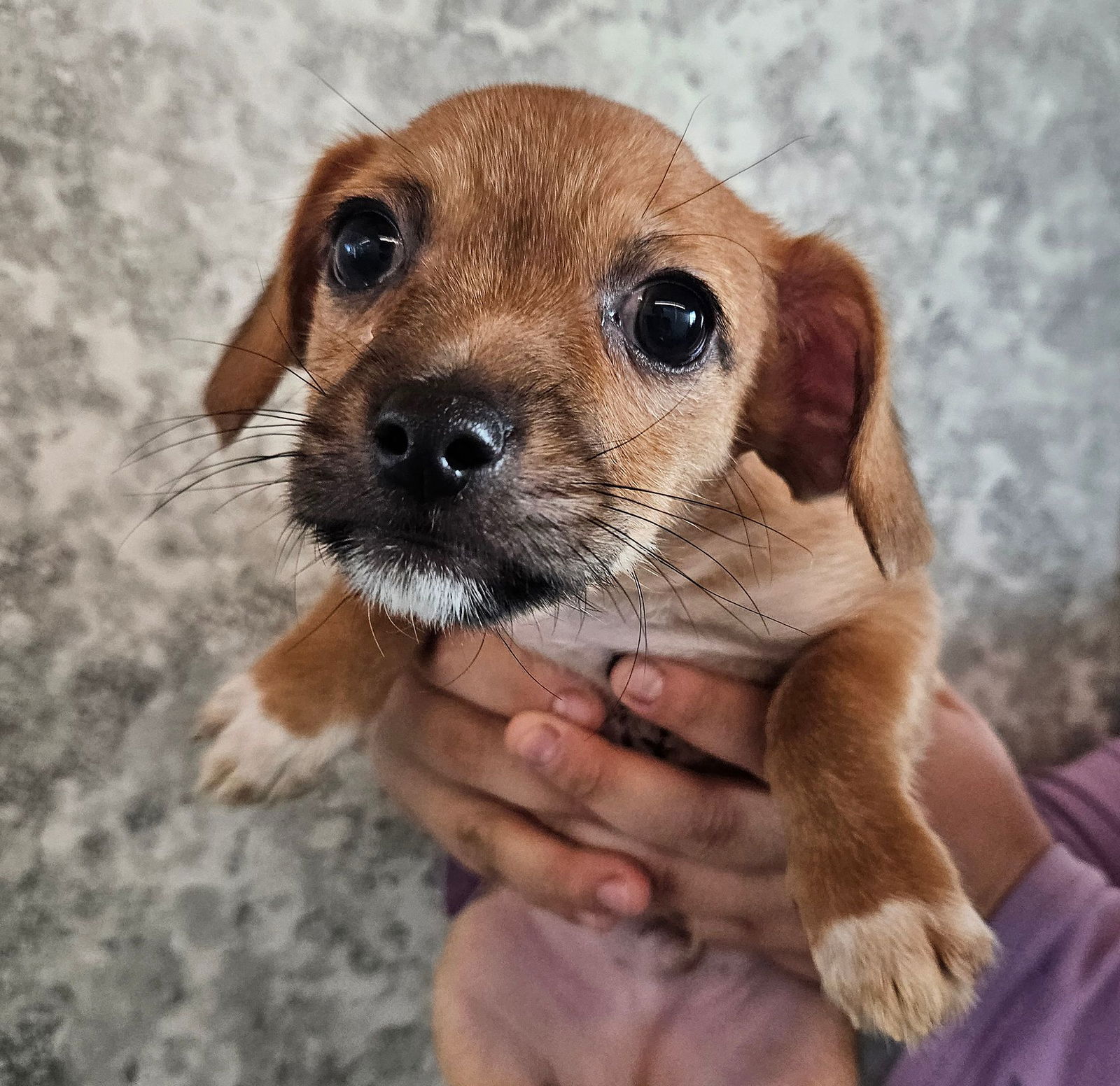 adoptable Dog in Rancho Santa Fe, CA named Sneakers