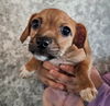 adoptable Dog in  named Sneakers