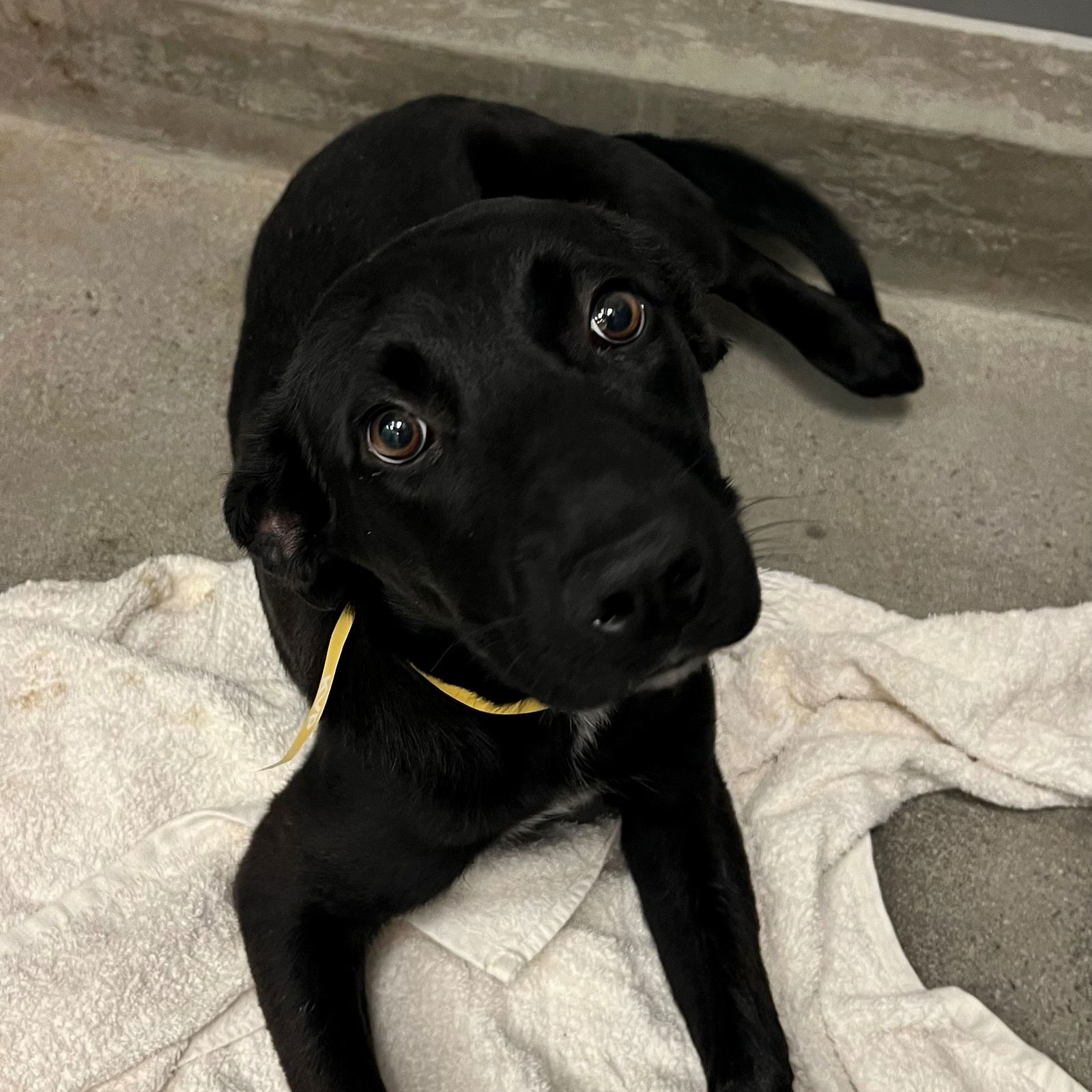 adoptable Dog in Rancho Santa Fe, CA named Abby
