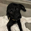 adoptable Dog in  named Abby