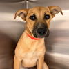 adoptable Dog in  named Ava