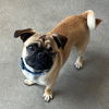 adoptable Dog in  named Nico