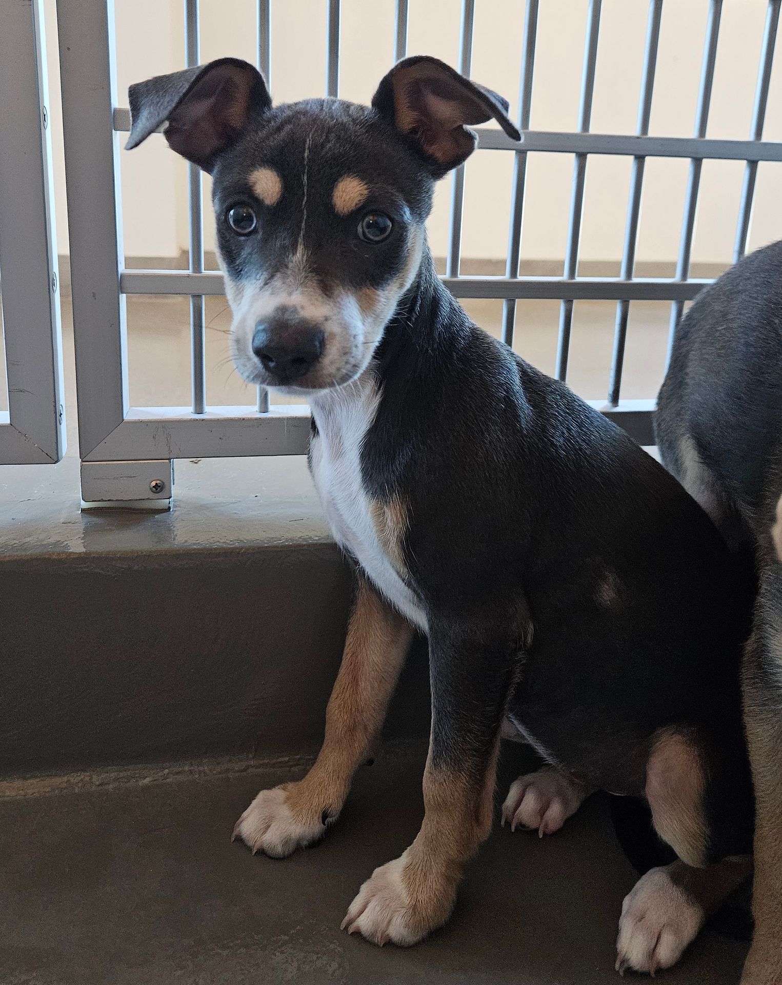 adoptable Dog in Rancho Santa Fe, CA named Daisy