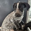 adoptable Dog in  named Saltines