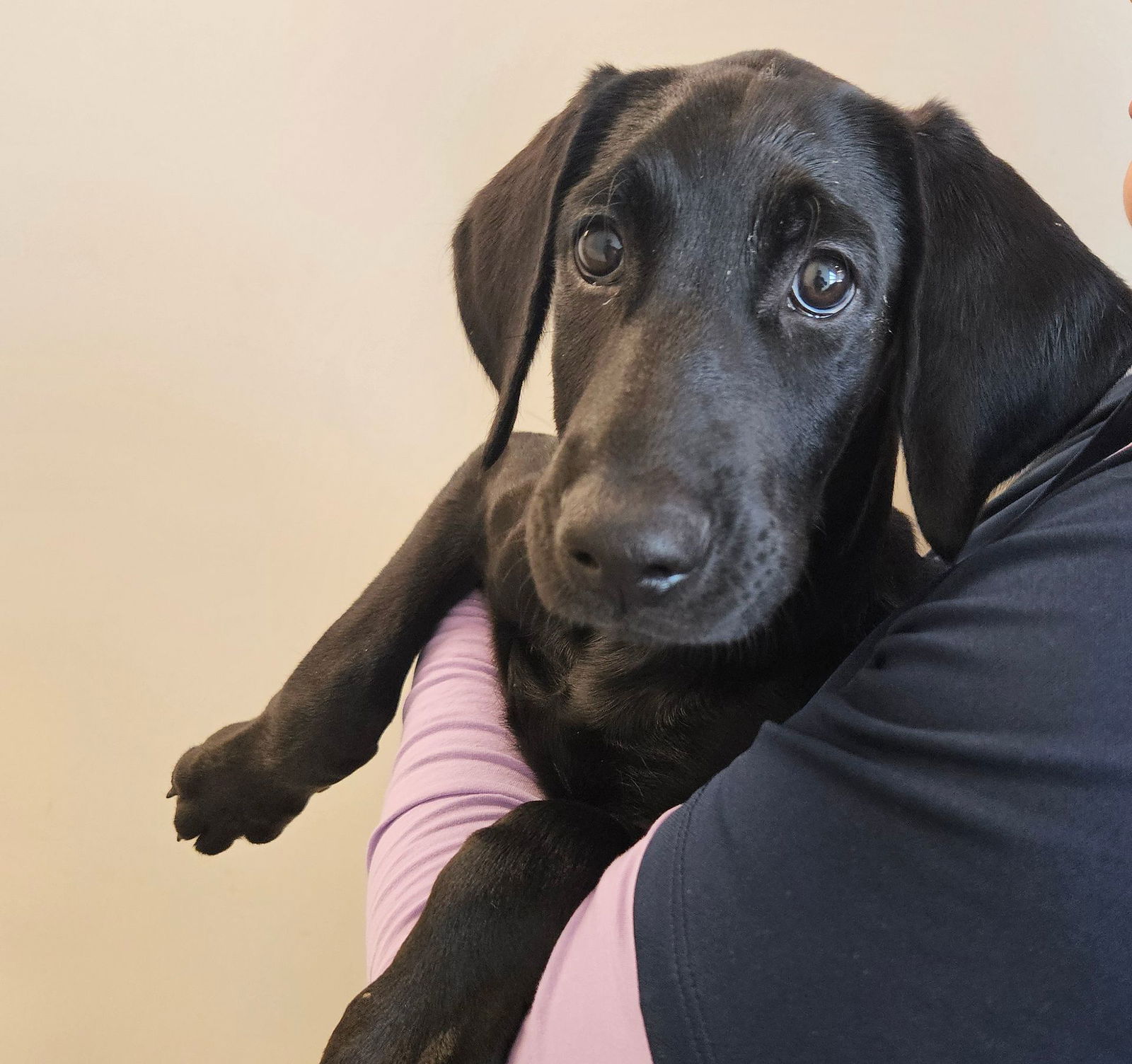 adoptable Dog in Rancho Santa Fe, CA named Apple