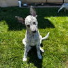 adoptable Dog in  named Batman