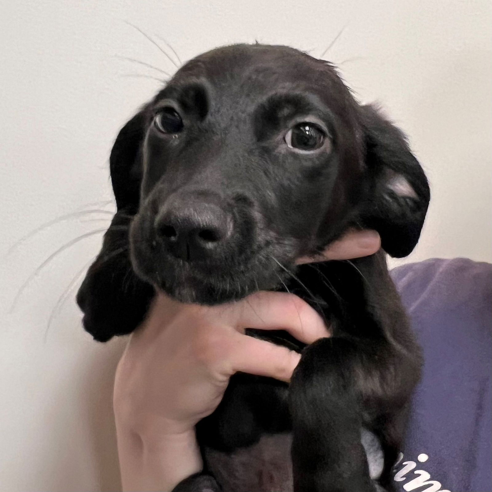 adoptable Dog in Rancho Santa Fe, CA named Lorelai
