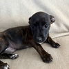 adoptable Dog in  named Coney Dog