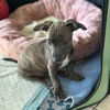 adoptable Dog in  named Salami