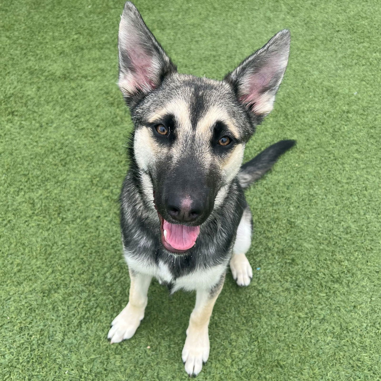 adoptable Dog in Rancho Santa Fe, CA named Lantern