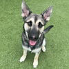 adoptable Dog in  named Lantern