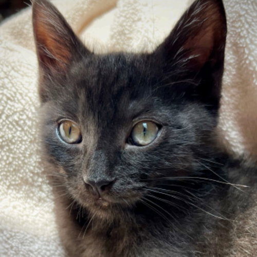 SHREK - Unknown available for adoption