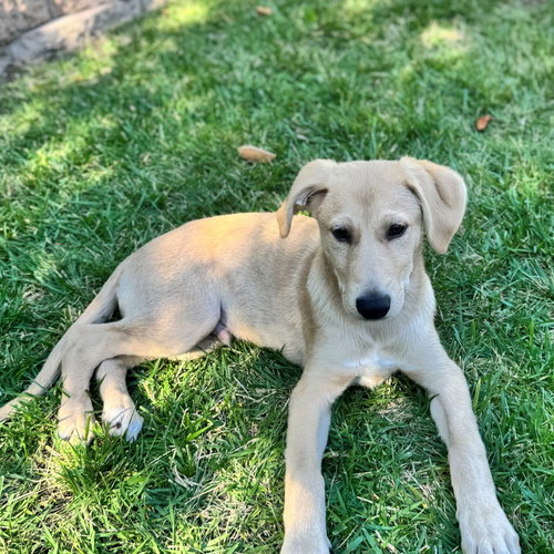 SHELDON - Unknown available for adoption