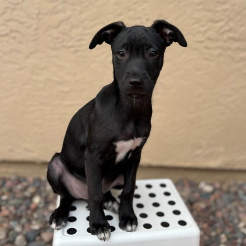 SALLY - Unknown available for adoption
