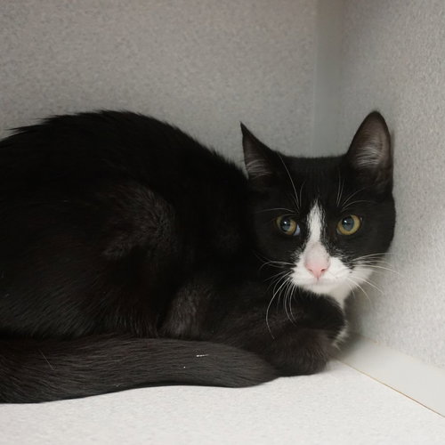 GUMDROP - Unknown available for adoption