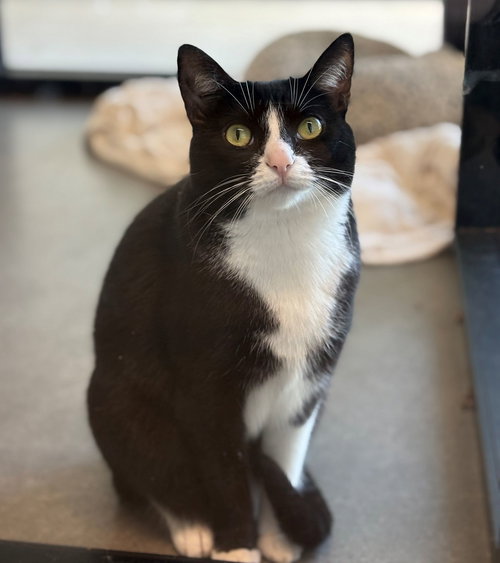 GUMDROP - Unknown available for adoption