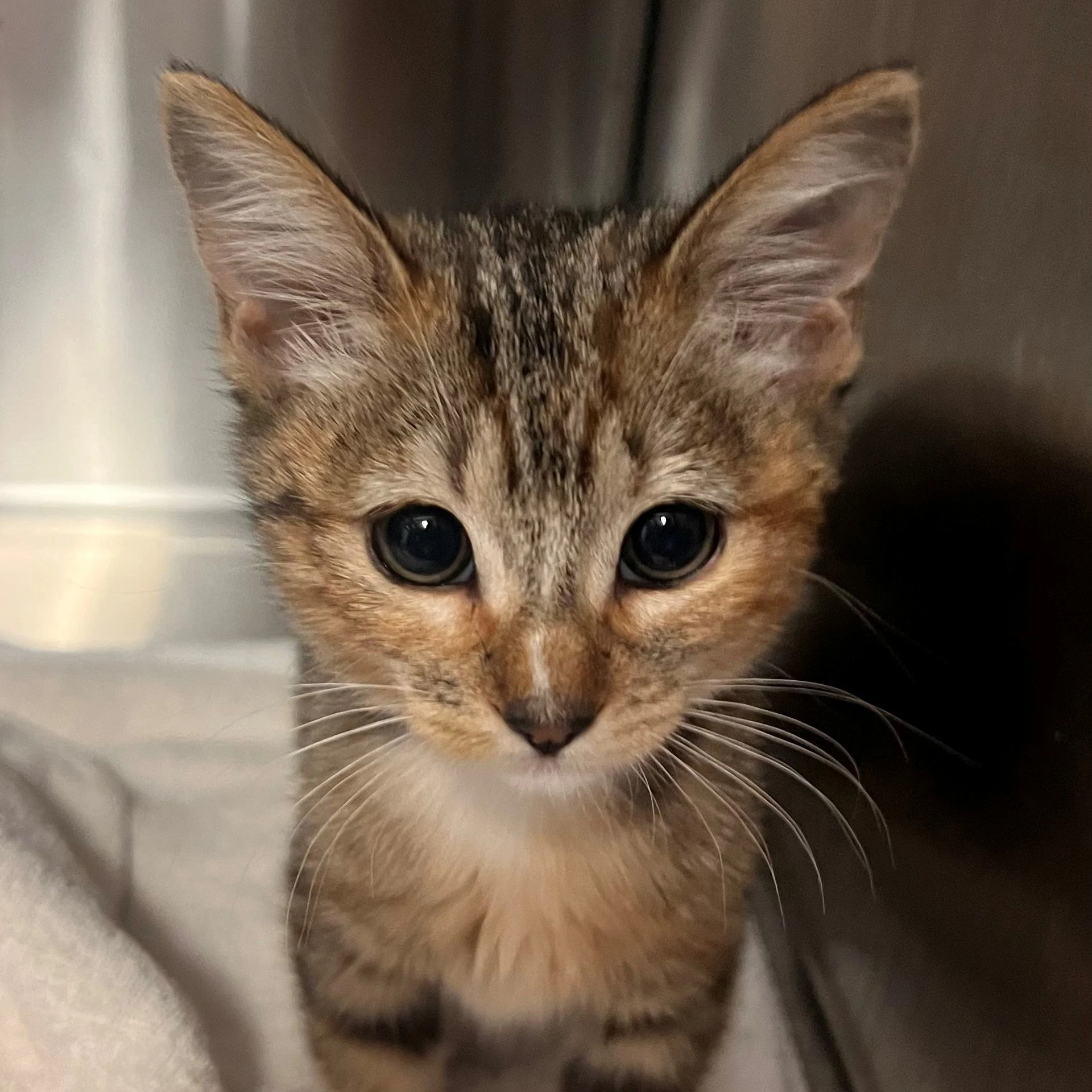Suri