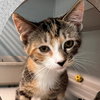 Lily - Photo 1