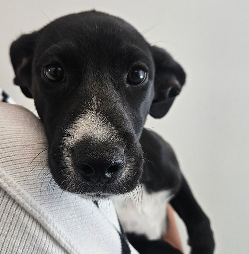 CANDLE - Unknown available for adoption